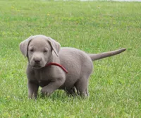 Oliver (Red Collar), a male Labrador Retriever for sale in Tiffin, OH – 1 of 8