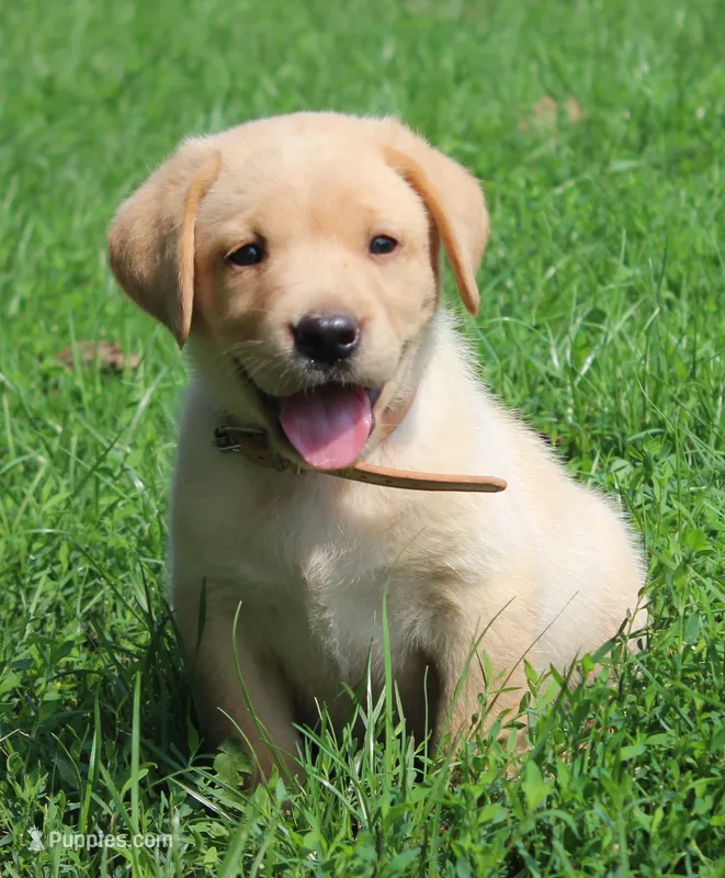 Wren (Tan Collar) – Labrador Retriever puppy for sale in Tiffin, OH