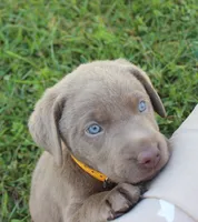 Lily (Yellow Collar), a female Labrador Retriever for sale in Tiffin, OH – 7 of 10