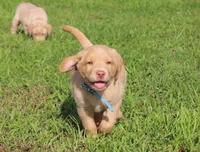 Molly (Light Blue Collar), a female Labrador Retriever for sale in Tiffin, OH – 7 of 10