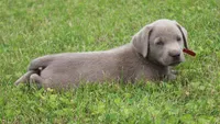 Oliver (Red Collar), a male Labrador Retriever for sale in Tiffin, OH – 7 of 8