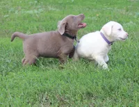Bruce {Black Collar}, a male Labrador Retriever for sale in Tiffin, OH – 5 of 7