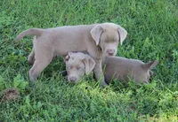 Ally (Pink Collar), a female Labrador Retriever for sale in Tiffin, OH – 9 of 10