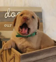 Truman (Green Collar), a male Labrador Retriever for sale in Tiffin, OH – 6 of 7