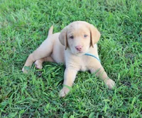 Molly (Light Blue Collar), a female Labrador Retriever for sale in Tiffin, OH – 3 of 10