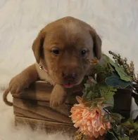 Reagan (Pink Collar), a female Labrador Retriever for sale in Tiffin, OH – 5 of 5