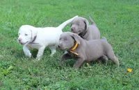 Lily (Yellow Collar), a female Labrador Retriever for sale in Tiffin, OH – 10 of 10