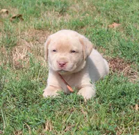 Franklin (Orange Collar), a male Labrador Retriever for sale in Tiffin, OH – 8 of 10