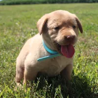 Kennedy (Light Blue), a female Labrador Retriever for sale in Tiffin, OH – 8 of 10