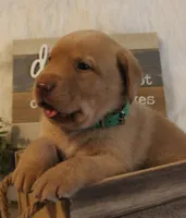 Truman (Green Collar), a male Labrador Retriever for sale in Tiffin, OH – 2 of 7