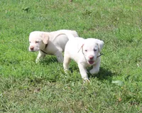 Susie (Purple Collar), a female Labrador Retriever for sale in Tiffin, OH – 10 of 10