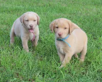 Molly (Light Blue Collar), a female Labrador Retriever for sale in Tiffin, OH – 10 of 10