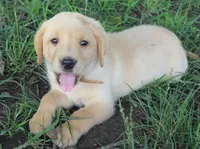 Wren (Tan Collar), a male Labrador Retriever for sale in Tiffin, OH – 3 of 8
