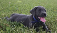 Max (Blue Collar), a male Labrador Retriever for sale in Tiffin, OH – 6 of 10