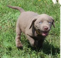 Lily (Yellow Collar), a female Labrador Retriever for sale in Tiffin, OH – 5 of 10