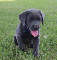 Max (Blue Collar), a male Labrador Retriever for sale in Tiffin, OH – 8 of 10