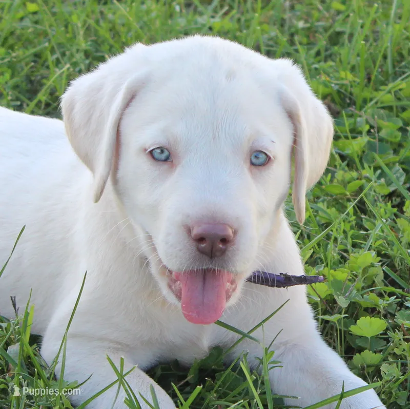 Susie (Purple Collar) – Labrador Retriever puppy for sale in Tiffin, OH