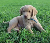 Molly (Light Blue Collar), a female Labrador Retriever for sale in Tiffin, OH – 8 of 10