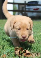 Kennedy (Light Blue), a female Labrador Retriever for sale in Tiffin, OH – 5 of 10