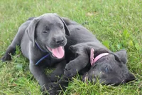 Max (Blue Collar), a male Labrador Retriever for sale in Tiffin, OH – 4 of 10