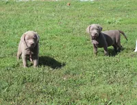Ally (Pink Collar), a female Labrador Retriever for sale in Tiffin, OH – 8 of 10