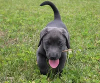 Theo (Tan Collar), a male Labrador Retriever for sale in Tiffin, OH – 4 of 8