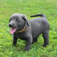 Theo (Tan Collar), a male Labrador Retriever for sale in Tiffin, OH – 7 of 8