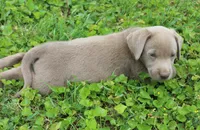 Oliver (Red Collar), a male Labrador Retriever for sale in Tiffin, OH – 5 of 8