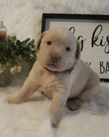 Quincy (Purple Collar), a female Labrador Retriever for sale in Tiffin, OH – 4 of 6