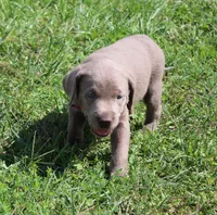 Ally (Pink Collar), a female Labrador Retriever for sale in Tiffin, OH – 4 of 10