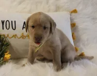 Madison (Yellow Collar), a female Labrador Retriever for sale in Tiffin, OH – 6 of 8