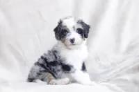 Holly, a female Miniature Bernedoodle for sale in Cochranton, PA – Photo 2 of 3