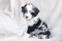 Holly, a female Miniature Bernedoodle for sale in Cochranton, PA – Photo 1 of 3