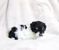 Lucy, a female Poodle - Miniature  for sale in Cochranton, PA – Photo 2 of 3