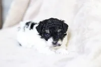 Lucy, a female Poodle - Miniature  for sale in Cochranton, PA – Photo 3 of 3