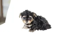 Maya, a female Yorkipoo for sale in Cochranton, PA – Photo 2 of 3