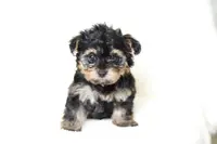 Maya, a female Yorkipoo for sale in Cochranton, PA – Photo 1 of 3