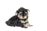 Maya, a female Yorkipoo for sale in Cochranton, PA – Photo 3 of 3