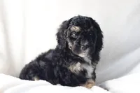 Harvey, a male Miniature Bernedoodle for sale in Cochranton, PA – Photo 6 of 9