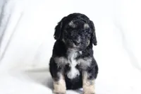 Harvey, a male Miniature Bernedoodle for sale in Cochranton, PA – Photo 7 of 9