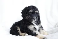 Harvey, a male Miniature Bernedoodle for sale in Cochranton, PA – Photo 2 of 9