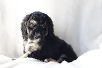 Harvey, a male Miniature Bernedoodle for sale in Cochranton, PA – Photo 4 of 9