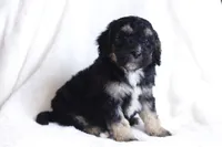 Harvey, a male Miniature Bernedoodle for sale in Cochranton, PA – Photo 8 of 9