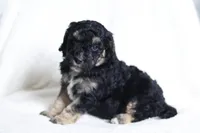 Harvey, a male Miniature Bernedoodle for sale in Cochranton, PA – Photo 9 of 9