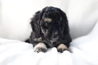 Harvey, a male Miniature Bernedoodle for sale in Cochranton, PA – Photo 5 of 9