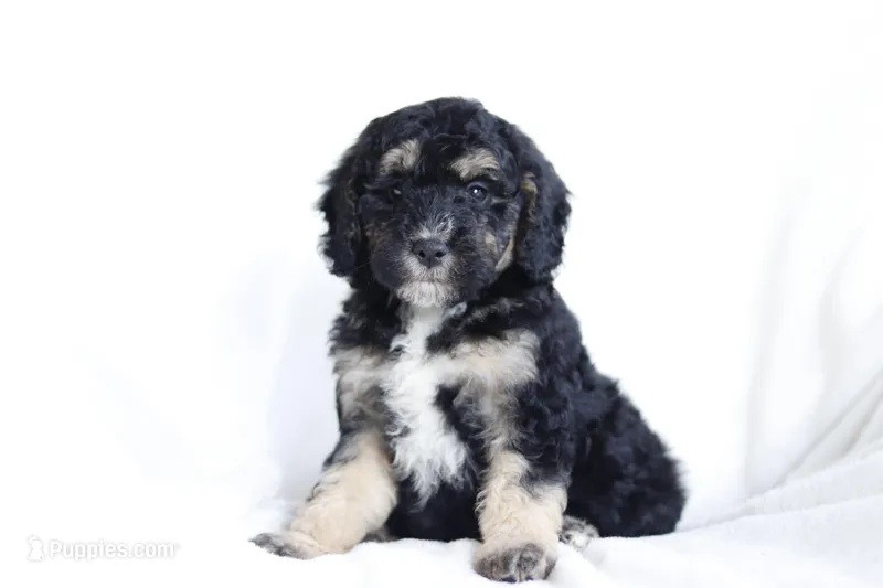 Harvey, a male Miniature Bernedoodle for sale in Cochranton, PA – Photo 1 of 9