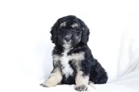 Harvey, a male Miniature Bernedoodle for sale in Cochranton, PA – Photo 1 of 9