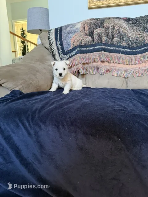 AKC Bentley – West Highland White Terrier puppy for sale in Killen, AL