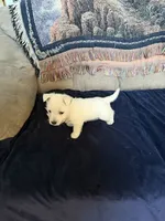 AKC Bentley, a male West Highland White Terrier for sale in Killen, AL – 2 of 3