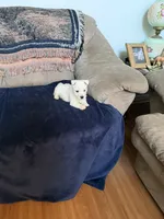 AKC Bentley, a male West Highland White Terrier for sale in Killen, AL – 3 of 3